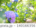 紫陽花（アジサイ） 140166356