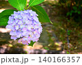紫陽花（アジサイ） 140166357