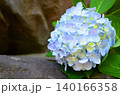 紫陽花（アジサイ） 140166358