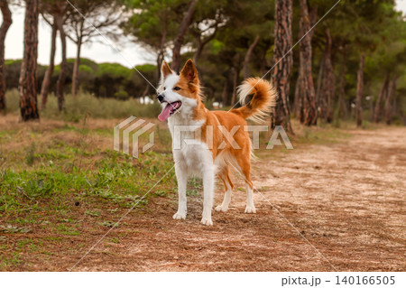 Beautiful red and white border collie dog standing alert on a dirt path surrounded by pine trees during a walk in nature. 140166505