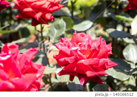 よく晴れた日の満開の赤い薔薇クレオパトラ よく晴れた日の満開の赤い薔薇クレオパトラ 140166512