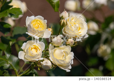 小さめの花が可愛らしい薔薇バニラボニカ 140166514