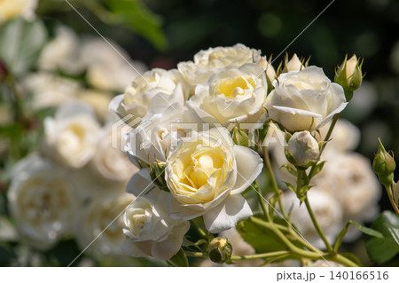 満開の薔薇バニラボニカ 140166516