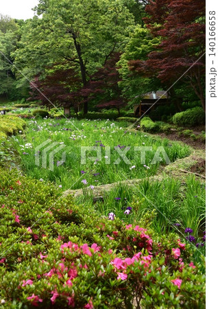 町田薬師池公園四季彩の杜薬師池（薬師池公園）の花菖蒲田とサツキ 140166658