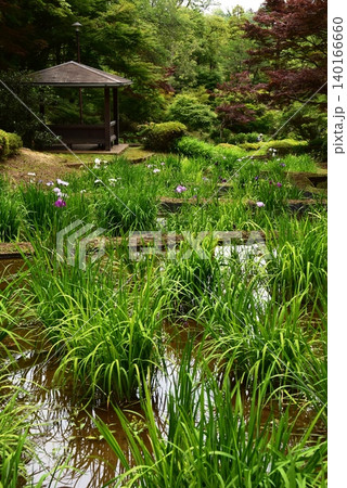 町田薬師池公園四季彩の杜薬師池(薬師池公園)の花菖蒲田と東屋 町田薬師池公園四季彩の杜薬師池(薬師池公園)の花菖蒲田と東屋 140166660