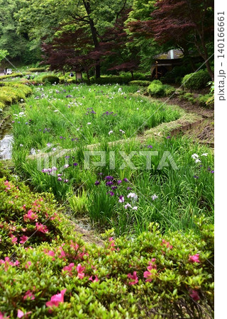 町田薬師池公園四季彩の杜薬師池（薬師池公園）の花菖蒲田とサツキ 140166661
