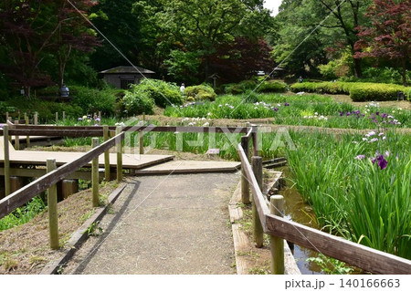 町田薬師池公園四季彩の杜薬師池(薬師池公園)の花菖蒲田 町田薬師池公園四季彩の杜薬師池(薬師池公園)の花菖蒲田 140166663