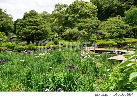 町田薬師池公園四季彩の杜薬師池(薬師池公園)の花菖蒲田 町田薬師池公園四季彩の杜薬師池(薬師池公園)の花菖蒲田 140166664