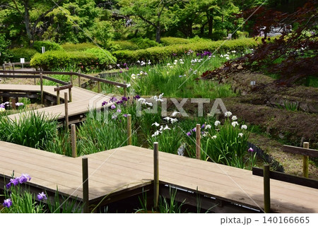 町田薬師池公園四季彩の杜薬師池(薬師池公園)の花菖蒲田 町田薬師池公園四季彩の杜薬師池(薬師池公園)の花菖蒲田 140166665