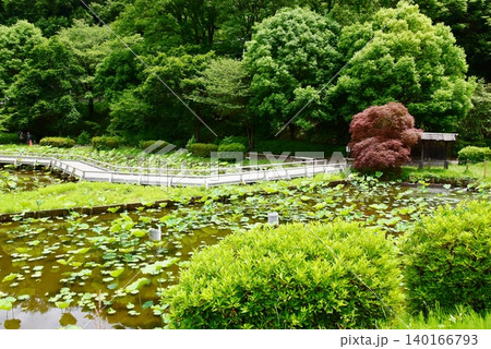 町田薬師池公園四季彩の杜薬師池(薬師池公園)の蓮池 町田薬師池公園四季彩の杜薬師池(薬師池公園)の蓮池 140166793