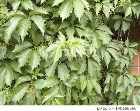 A close-up shot of lush green parthenocissus leaves covering a wall. The dense foliage features vibrant five-lobed leaves and tiny green flower buds, creating a natural, detailed botanical background A close-up shot of lush green parthenocissus leaves covering a wall. The dense foliage features vibrant five-lobed leaves and tiny green flower buds, creating a natural, detailed botanical background 140166860