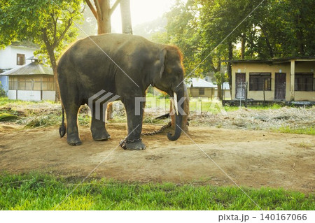 チトワン国立公園で飼育されるアジアゾウ（ネパール） 140167066