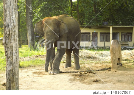 サウラハ村の象舎のアジアゾウ(ネパール・チトワン) サウラハ村の象舎のアジアゾウ(ネパール・チトワン) 140167067