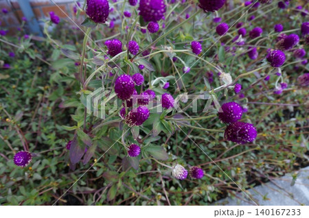 道端に咲く紫色の花 道端に咲く紫色の花 140167233