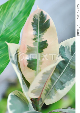 Decora Tree, Indian Rubber Tree or Rubber Plant or Variegated Indian Rubber or Ficus elastica or Assam Rubbe or white and green leaf or pink and green leaf Decora Tree, Indian Rubber Tree or Rubber Plant or Variegated Indian Rubber or Ficus elastica or Assam Rubbe or white and green leaf or pink and green leaf 140167769