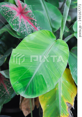 banana tree, bicolor banana plant or Kluai Namwa Dang, Musa ABB or Namwa Dang or bicolor banana plant or yellow and green leaf banana tree, bicolor banana plant or Kluai Namwa Dang, Musa ABB or Namwa Dang or bicolor banana plant or yellow and green leaf 140167771