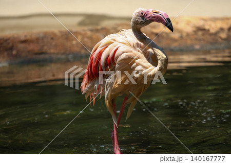 Close up flamingo in garden at thailand Close up flamingo in garden at thailand 140167777