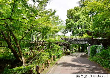 町田薬師池公園四季彩の杜薬師池(薬師池公園)の散策路 町田薬師池公園四季彩の杜薬師池(薬師池公園)の散策路 140167790