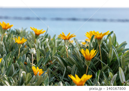 Yellow gazania flowers blooming in coastal Cyprus garden with Mediterranean sea background Yellow gazania flowers blooming in coastal Cyprus garden with Mediterranean sea background 140167800