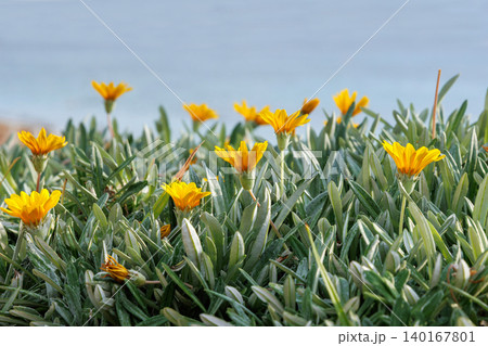 Yellow gazania flowers blooming in coastal Cyprus garden with Mediterranean sea background Yellow gazania flowers blooming in coastal Cyprus garden with Mediterranean sea background 140167801