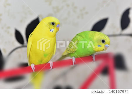 仲良しなセキセイインコのライムとメロン 仲良しなセキセイインコのライムとメロン 140167974
