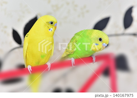 仲良しなセキセイインコのライムとメロン 仲良しなセキセイインコのライムとメロン 140167975