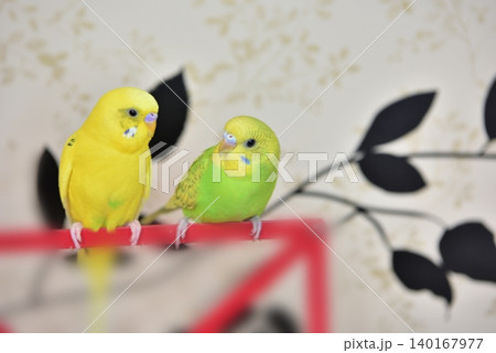 仲良しなセキセイインコのライムとメロン 140167977