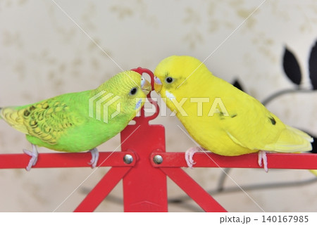 仲良しなセキセイインコのライムとメロン 仲良しなセキセイインコのライムとメロン 140167985