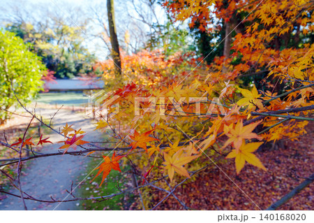 紅葉のある風景 京都御苑 閑院宮邸跡庭園 紅葉のある風景 京都御苑 閑院宮邸跡庭園 140168020