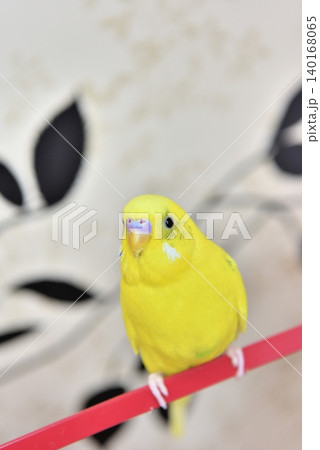 生後1年セキセイインコの雄ライム 140168065
