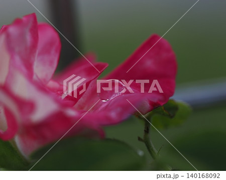 9月のバラ園でマクロ撮影したピンクの薔薇の花びらに乗る透明な大粒の雫 9月のバラ園でマクロ撮影したピンクの薔薇の花びらに乗る透明な大粒の雫 140168092