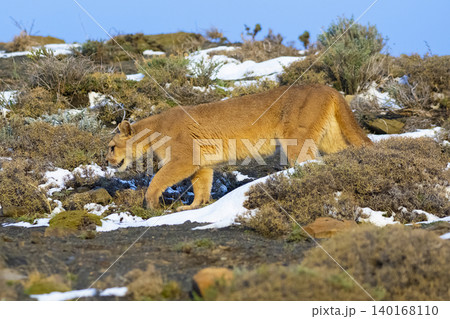 Cougar walking in mountain environment, Torres del Paine National Park, Patagonia, Chile. Cougar walking in mountain environment, Torres del Paine National Park, Patagonia, Chile. 140168110