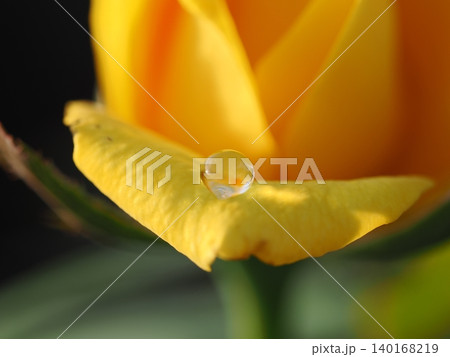 ​9月のバラ園でマクロ撮影した黄色い薔薇の花びらに乗る美しく輝く雫 140168219