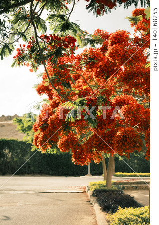 Close-up of vibrant red flowers of the Delonix regia, commonly known as the royal poinciana or flame tree, showcasing intricate petal structures and stamens. Close-up of vibrant red flowers of the Delonix regia, commonly known as the royal poinciana or flame tree, showcasing intricate petal structures and stamens. 140168255