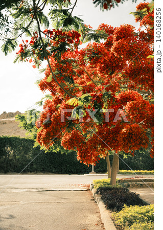 Close-up of vibrant red flowers of the Delonix regia, commonly known as the royal poinciana or flame tree, showcasing intricate petal structures and stamens. 140168256
