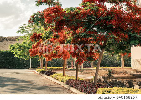 Close-up of vibrant red flowers of the Delonix regia, commonly known as the royal poinciana or flame tree, showcasing intricate petal structures and stamens. 140168257