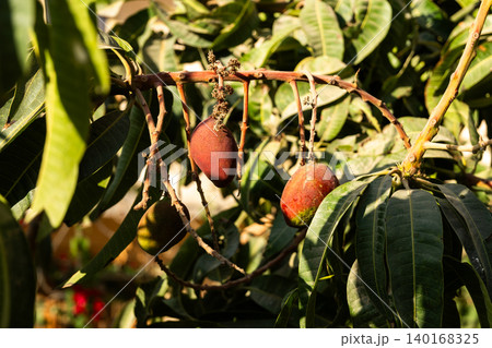 Small mangos growing on a tree during mango season in Egypt. The tree is lush with green leaves and ripe fruits. Small mangos growing on a tree during mango season in Egypt. The tree is lush with green leaves and ripe fruits. 140168325