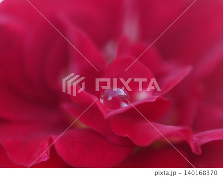 9月のバラ園でマクロ撮影した赤い薔薇の花びらに乗る美しく輝く大粒の雫 9月のバラ園でマクロ撮影した赤い薔薇の花びらに乗る美しく輝く大粒の雫 140168370