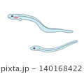 二匹のかわいいシラスウナギのイラスト シンプル 140168422