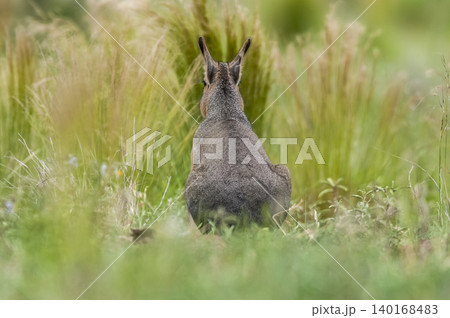 Patagonian Cavi.Peninsula de Valdes Patagonian Cavi.Peninsula de Valdes 140168483