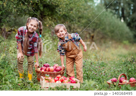 Two cheerful children gathering apples into baskets in green orchard Two cheerful children gathering apples into baskets in green orchard 140168495