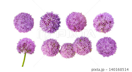 Allium Giganteum Violet Flower Ball, Blooming Onion 140168514