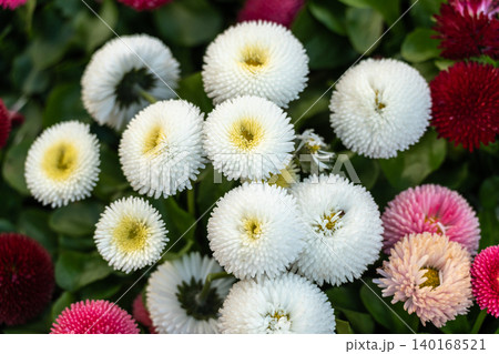 Bright large daisy flowers closeup 140168521