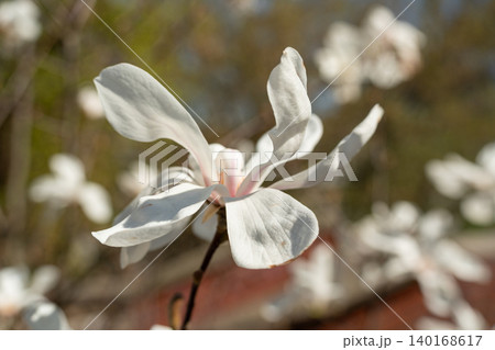 Flowering Magnolia Stellata Flowering Magnolia Stellata 140168617