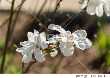 Flowering Magnolia Stellata Flowering Magnolia Stellata 140168618