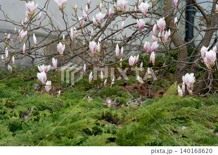 Flowering Magnolia Soulangiana, Spring Pink Flowers Flowering Magnolia Soulangiana, Spring Pink Flowers 140168620