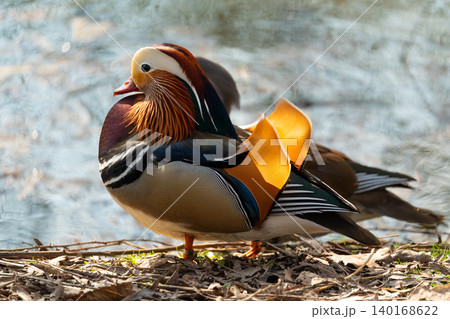 The mandarin duck or Aix galericulata in spring park The mandarin duck or Aix galericulata in spring park 140168622