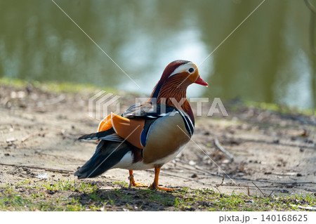 The mandarin duck or Aix galericulata in spring park 140168625