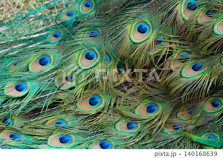 Peacock feather pattern, bright green - blue bird tail texture Peacock feather pattern, bright green - blue bird tail texture 140168639