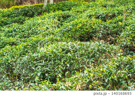 Traditional green tea plantation on Ceylon 140168693